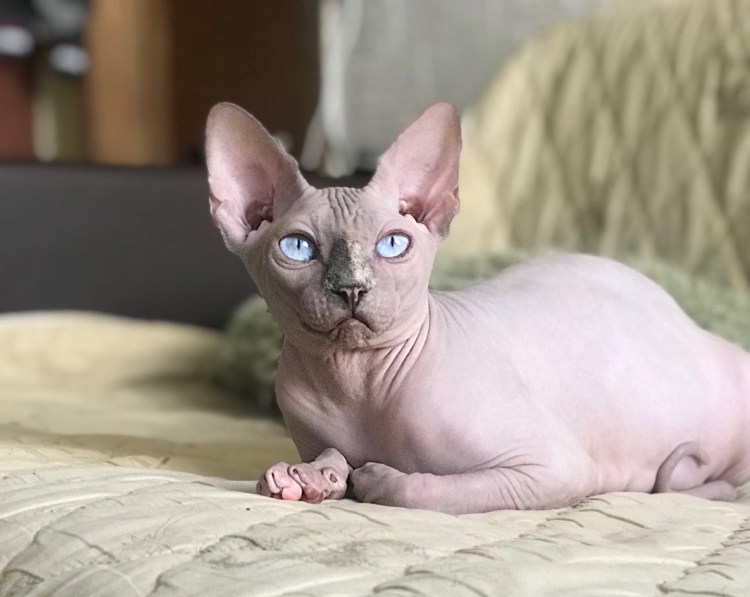 Дальневосточный сфинкс кот