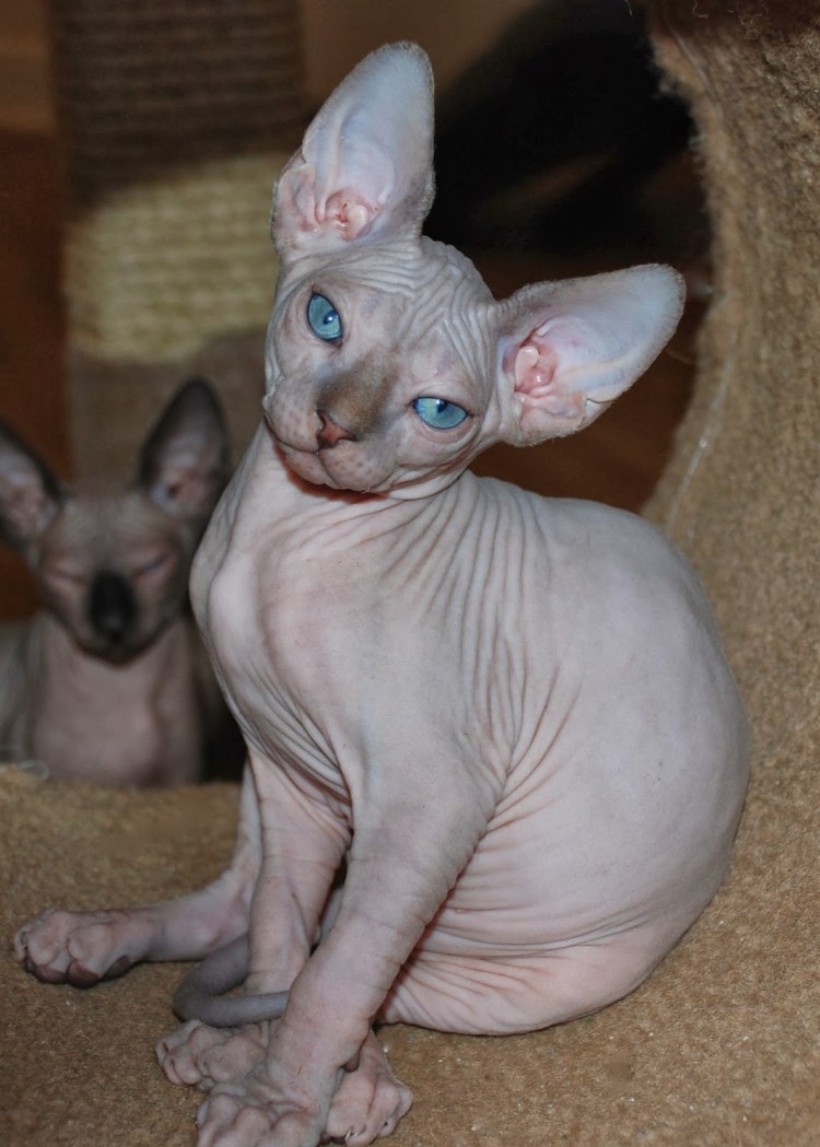 Сфинкс браш голубой