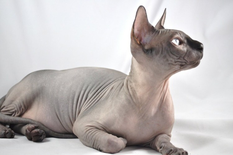 Канадский сфинкс серый