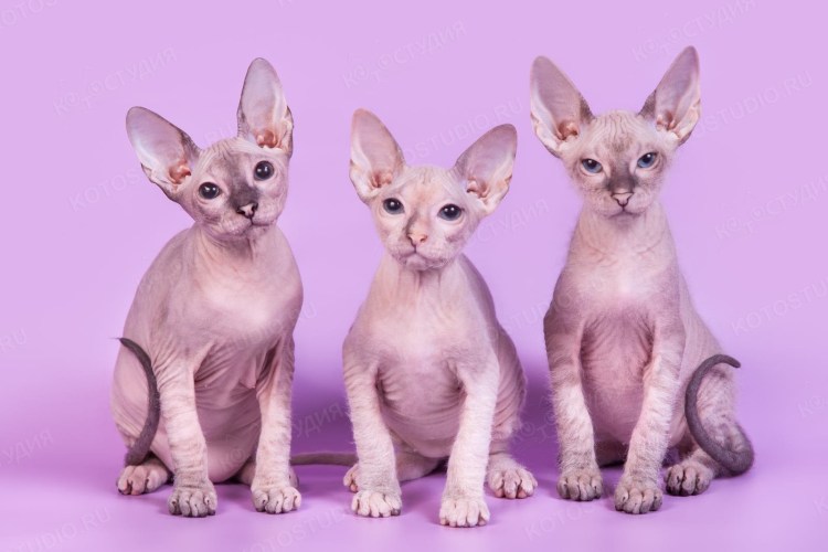 Донской сфинкс