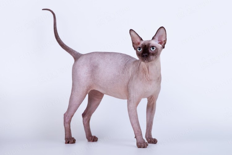 Сфинкс (порода кошек)