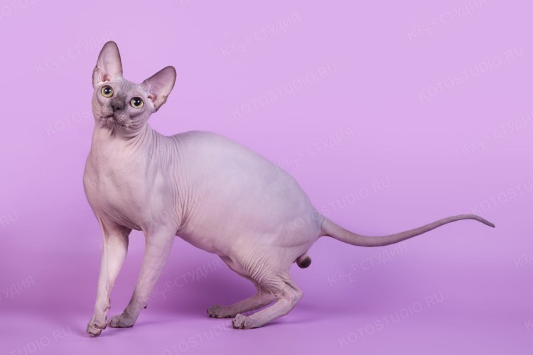 Лысая кошка сфинкс