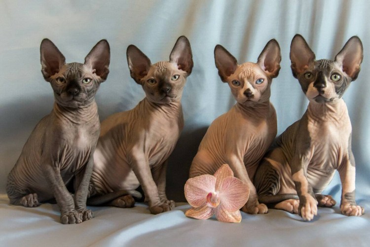 Канадский сфинкс кошка