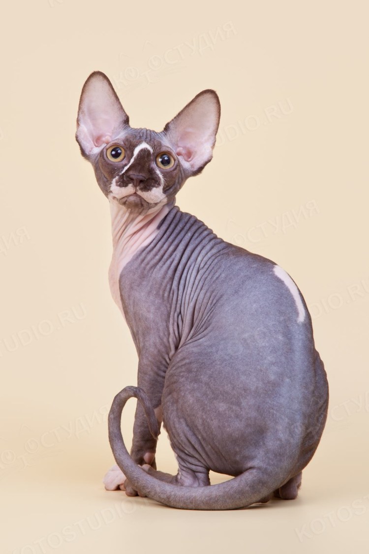 Котёнок Донского сфинкса, лысый