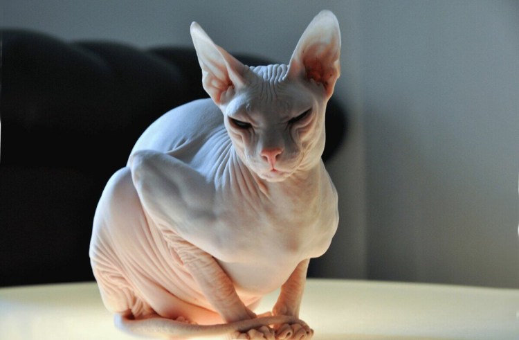 Канадский сфинкс кошка