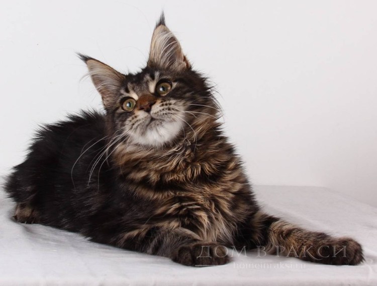 Кот Мэй кун