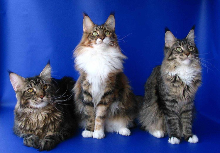 Кошки Мейн куны