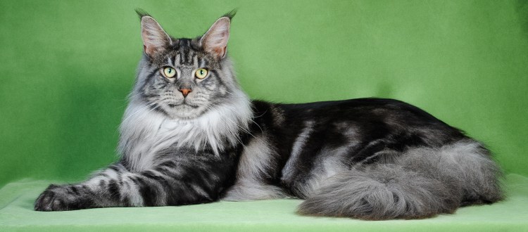 Кот породы Мейн кун