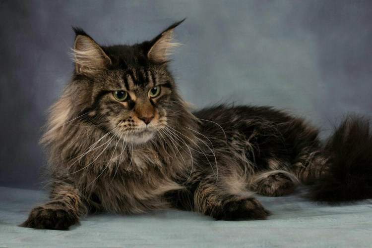 Кот Мейн кун