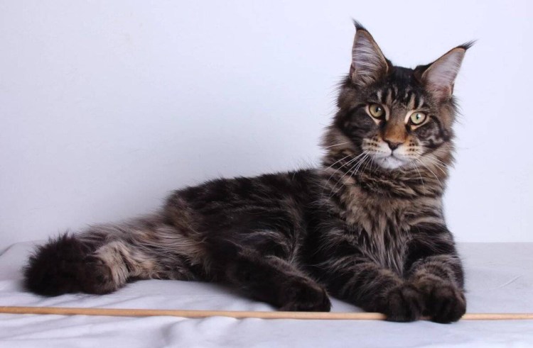 Порода котов Мейн кун