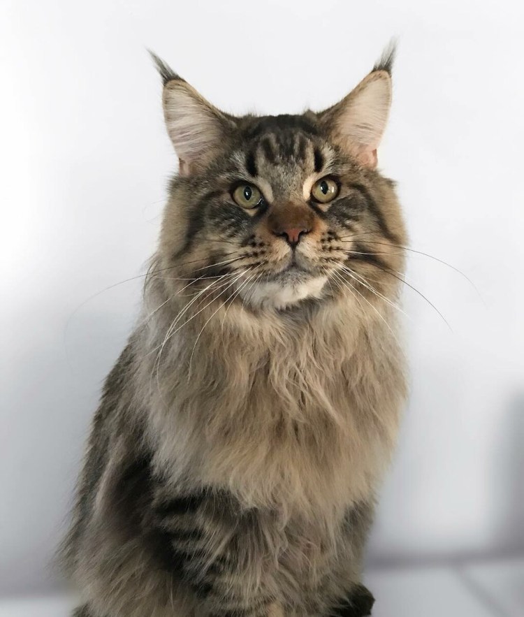 Камышовый Мейн кун