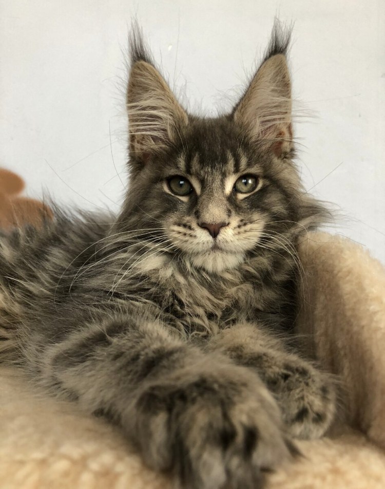 Коты Мейн куны