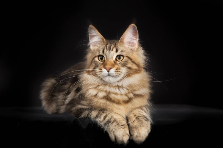 Кошка Мейн кун