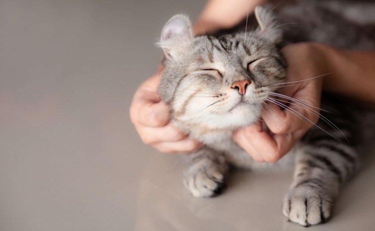 Кошка чешется