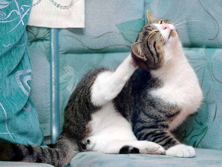 У кота на подбородке болячки что это