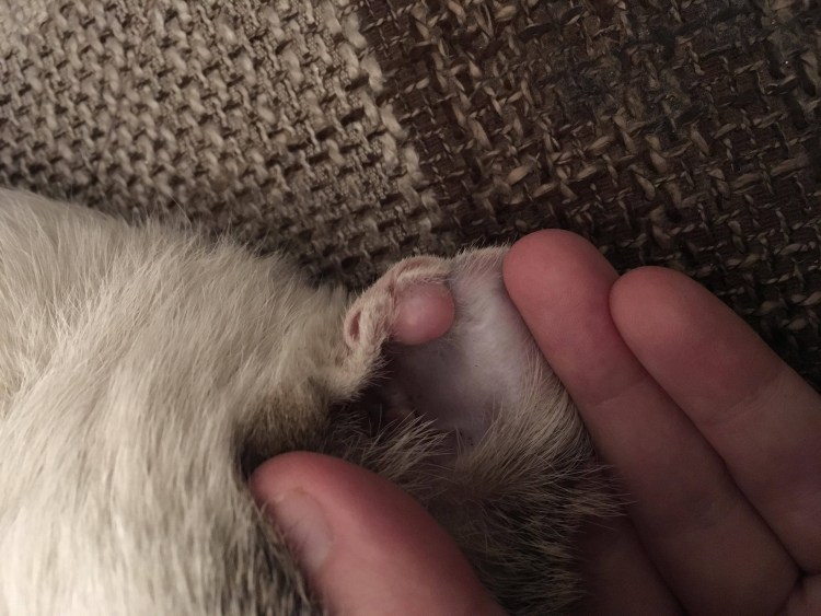 Cat scratching itself