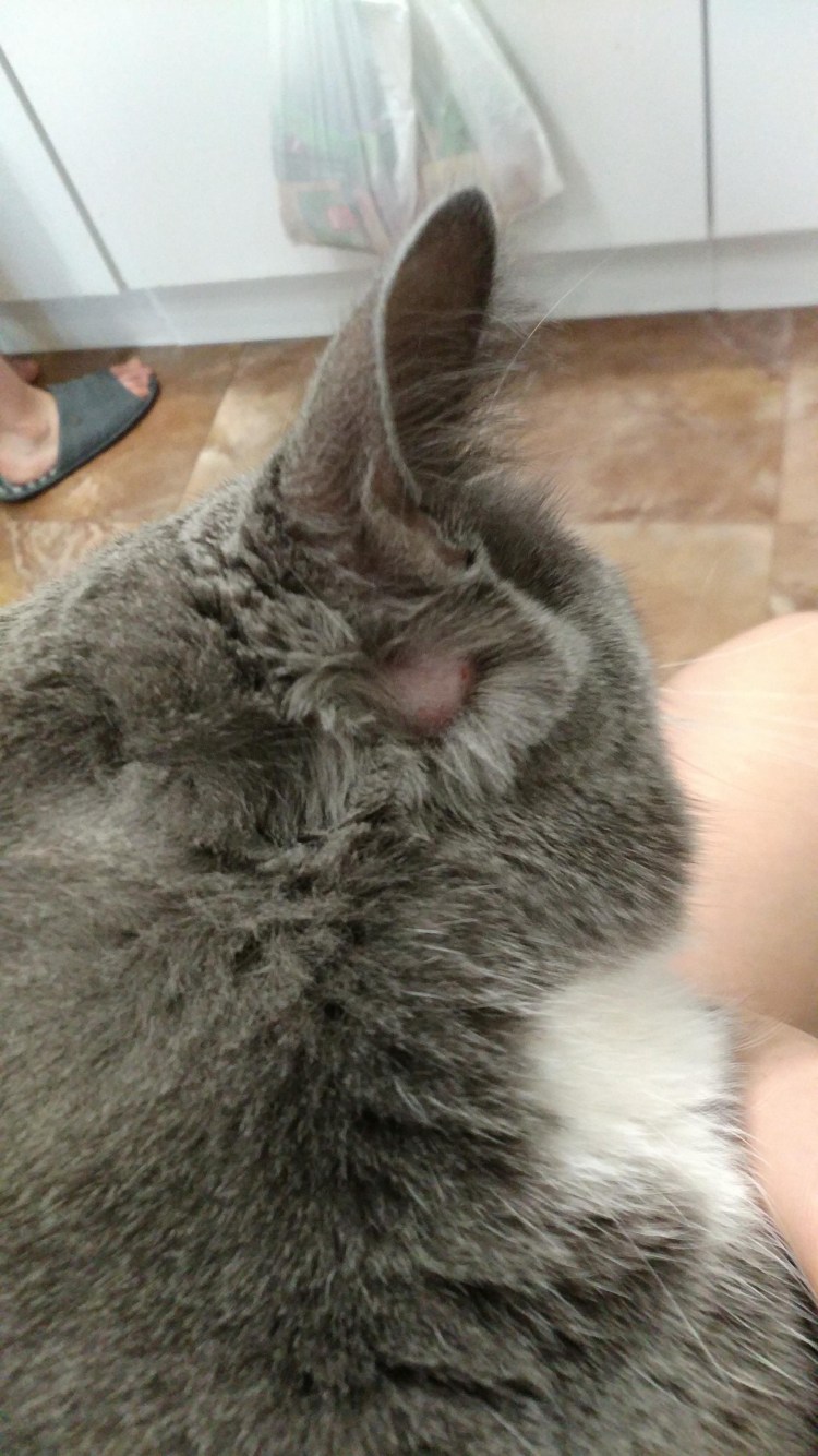 Кошка чешется задней лапой