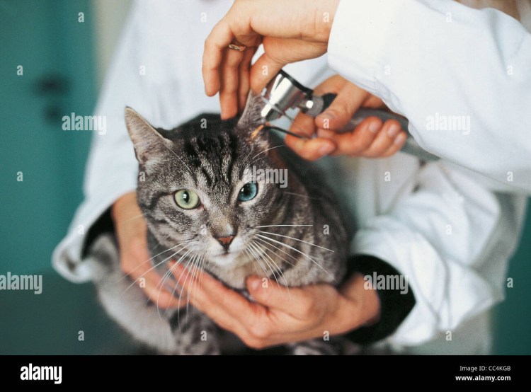 Инфекционный ринотрахеит кошек