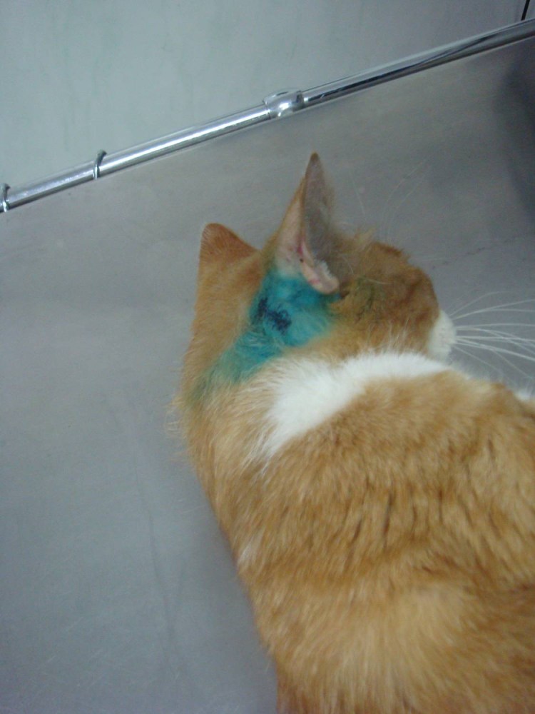 Кот чешется