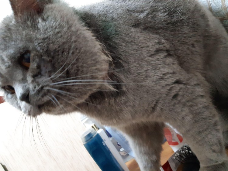 У кота на шее красное пятно