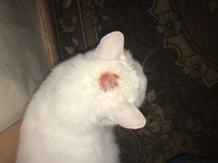 Гладить кошку