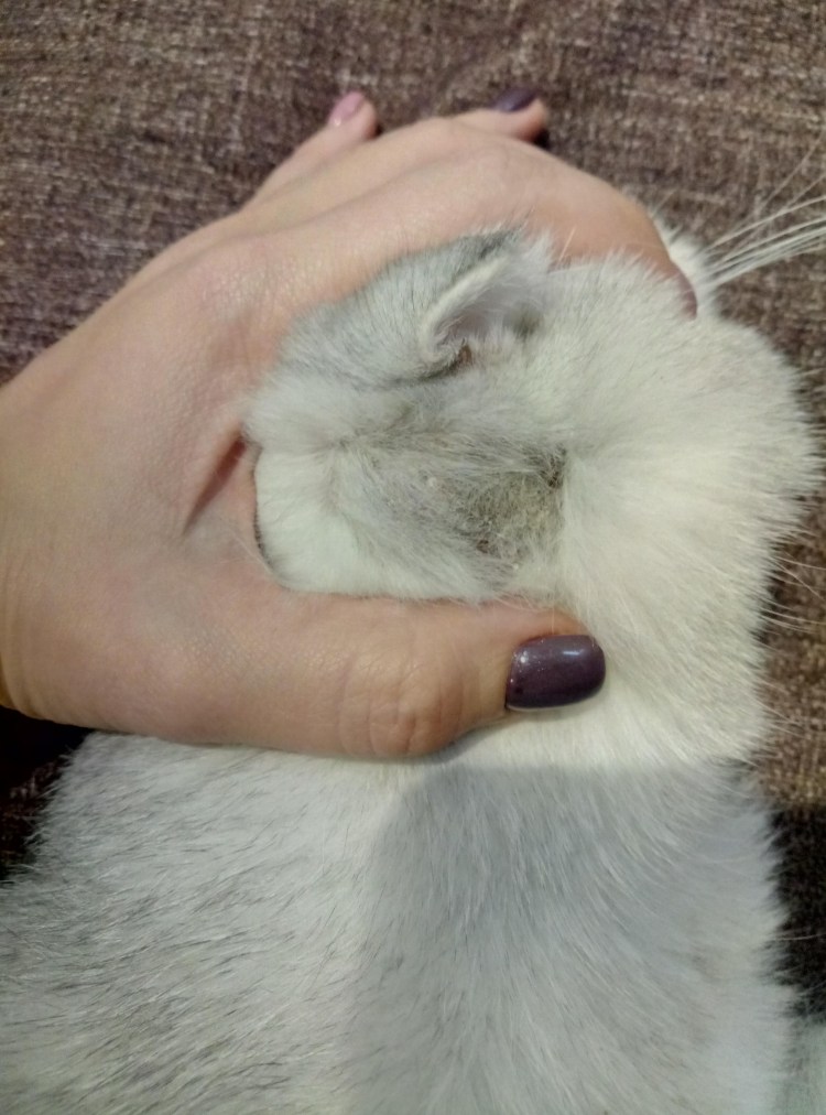 Расчесы за ушами у кошки