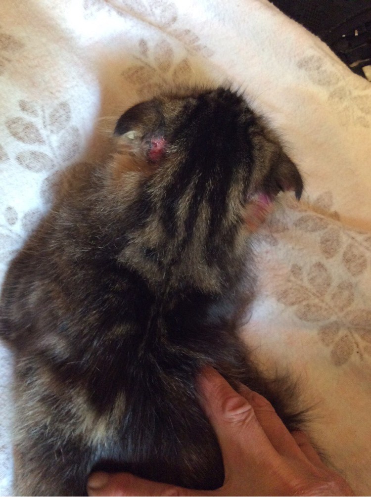 Чесание кота