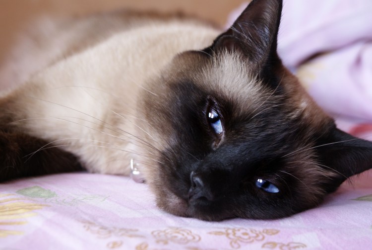 Черный сиамский кот