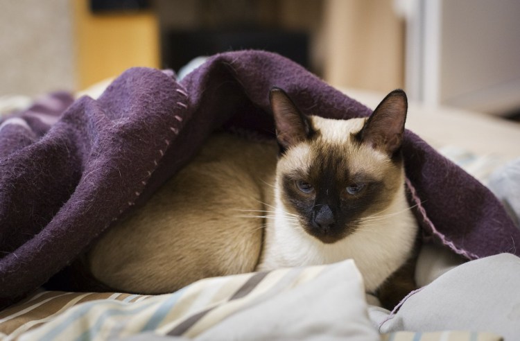 Обои для рабочего стола сиамские кошки самые лучшие и красивые