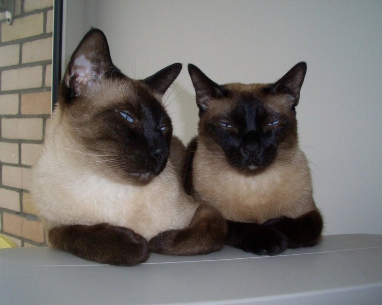 Кошка юм юм