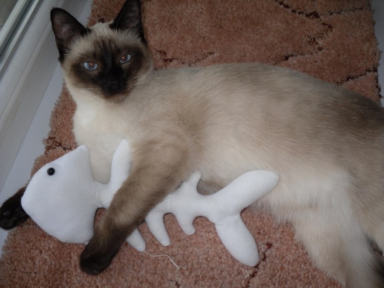 Сиамская кошка домашняя