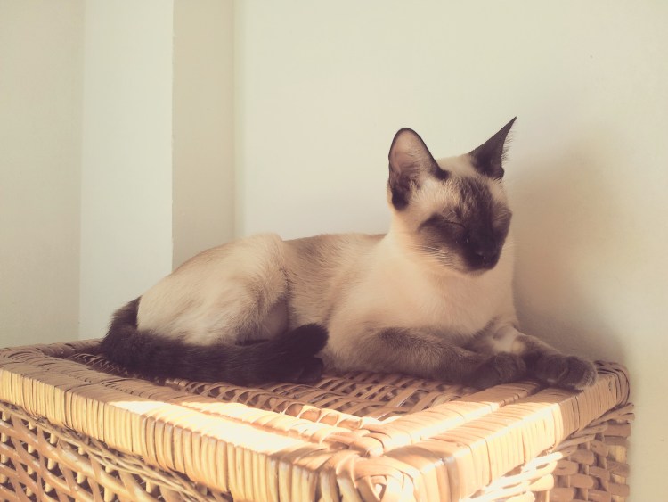 Сиамская кошка лежит