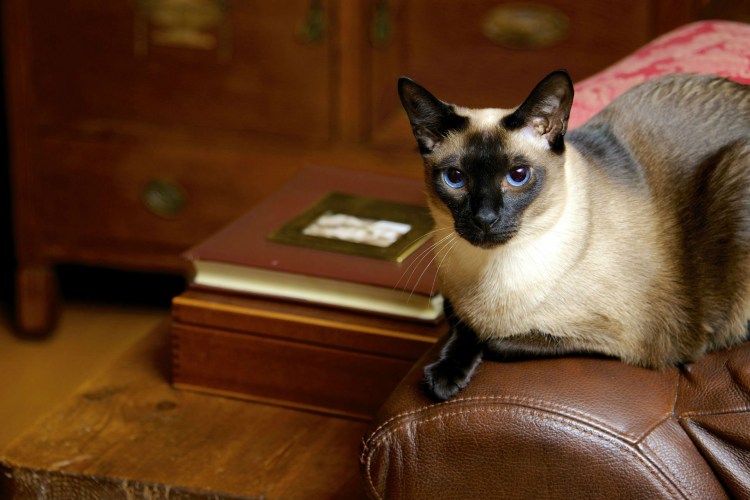 Тайская (старотипная Сиамская)