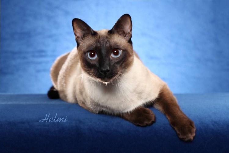 Сиамская кошка сил-Пойнт