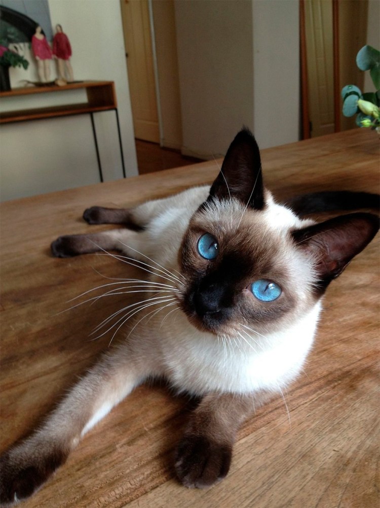 Сиамская кошка гладкошерстная