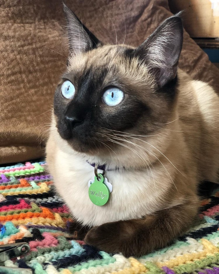 Кот домашний сиамский