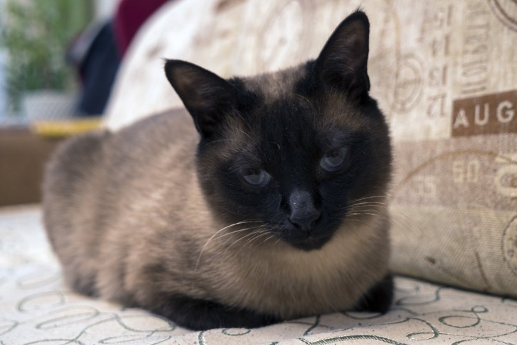 Сиамская беспородная кошка