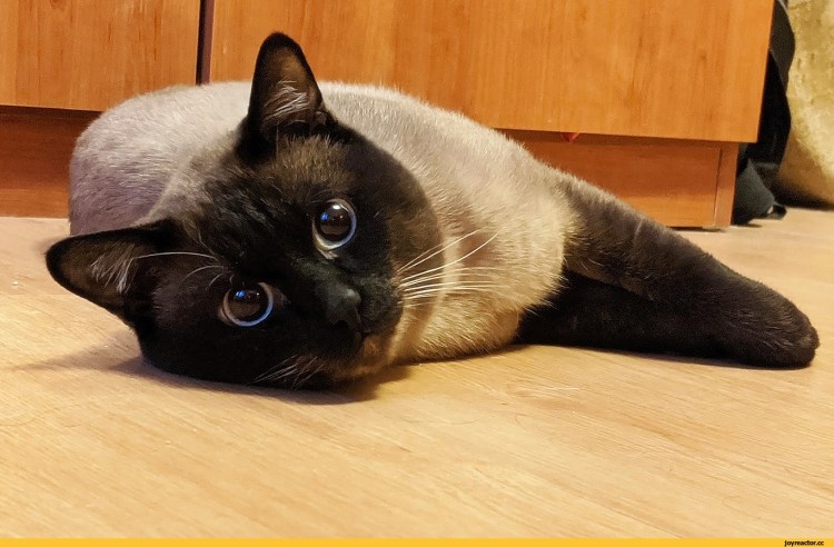 Тайская кошка чемпион