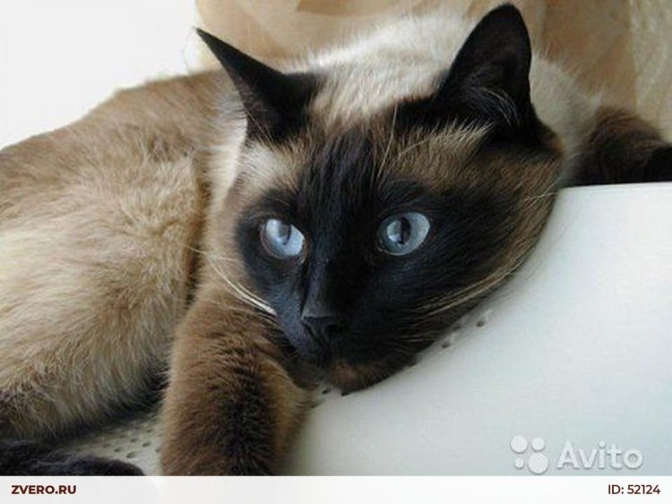 Кошка с коричневой мордочкой