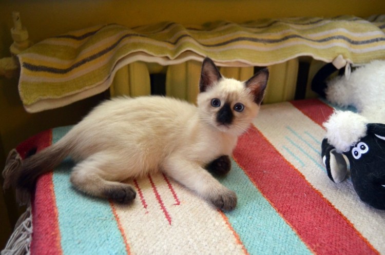 Тайская кошка старотипная