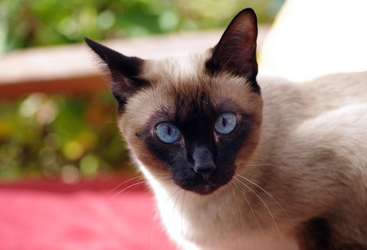 Сиамская кошка Сиамская