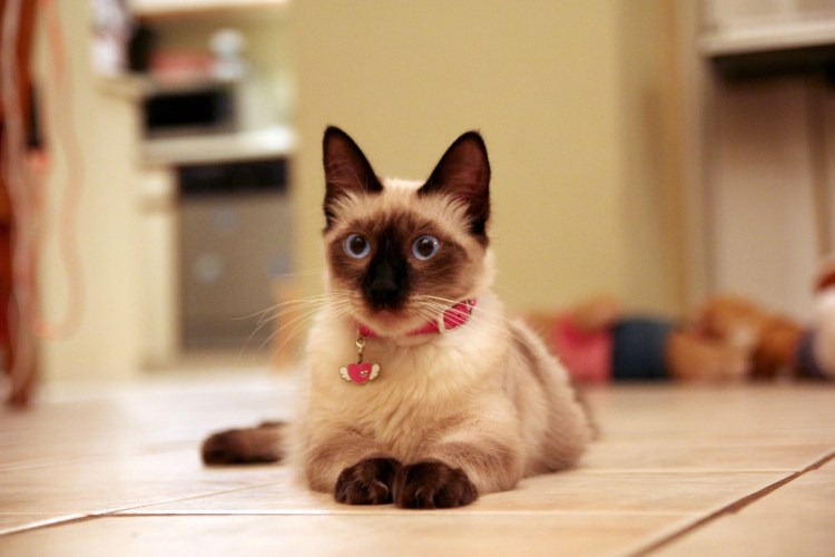 Картинки сиамских котиков