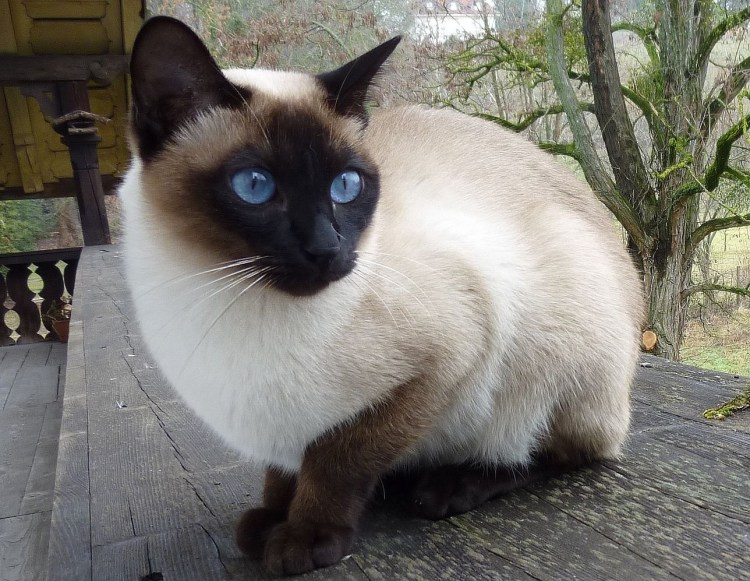 Сиамская кошка злая