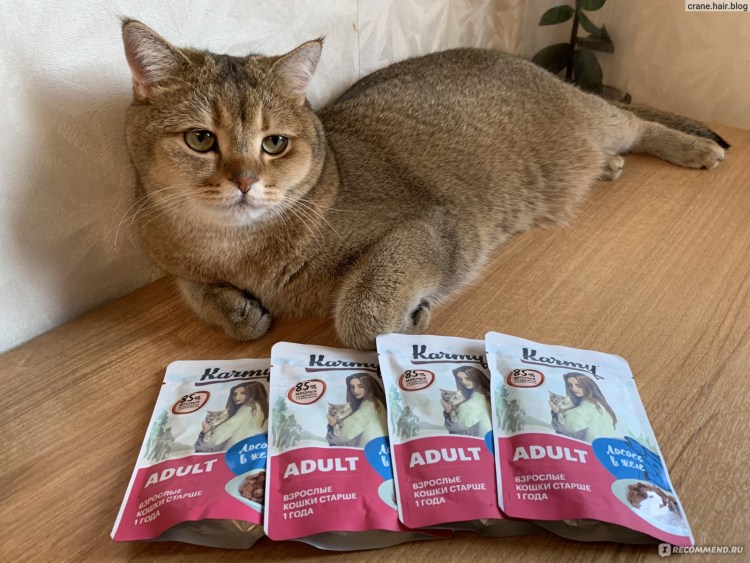 Bonacibo корм для кошек