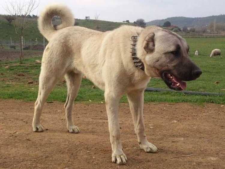 Анатолийская овчарка кангал