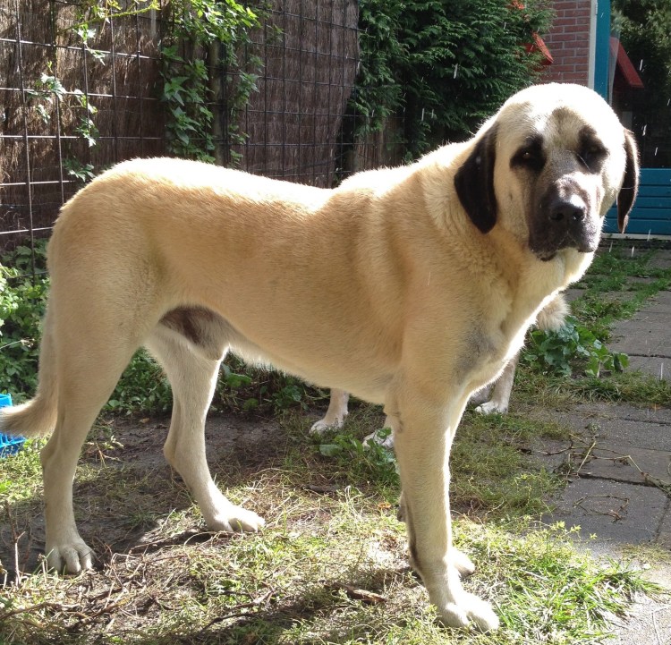 Кангал морда