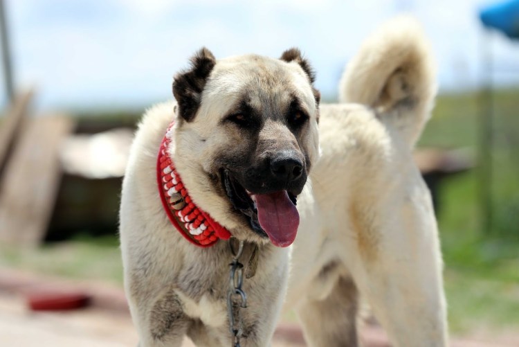 Туркменский волкодав кангал