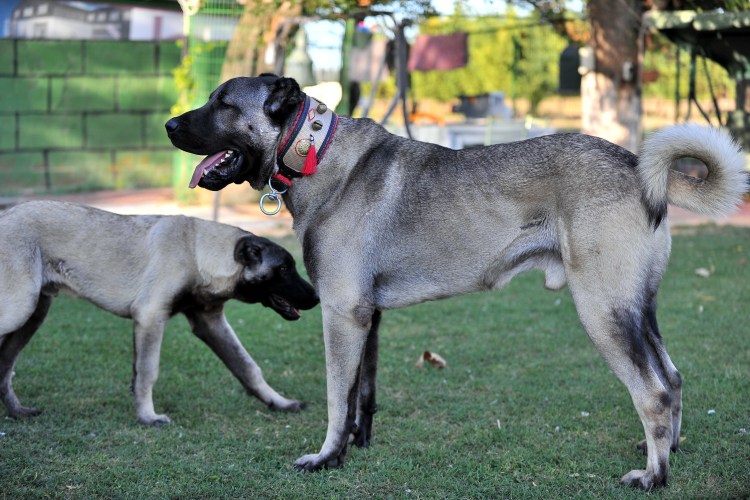 Турецкий волкодав кангал