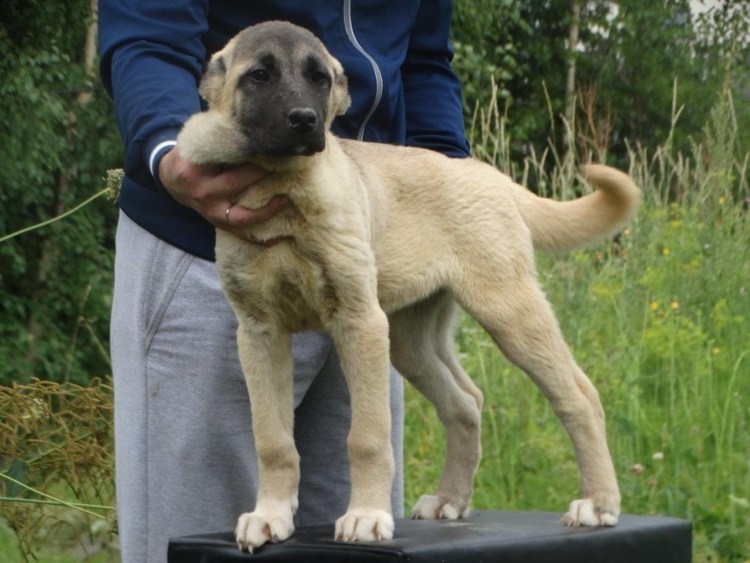 Турецкий кангал