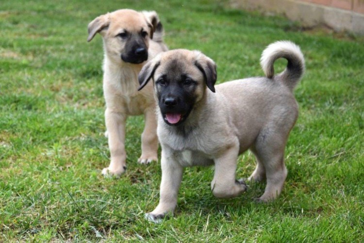 Анатолийская овчарка анатолийский Карабаш